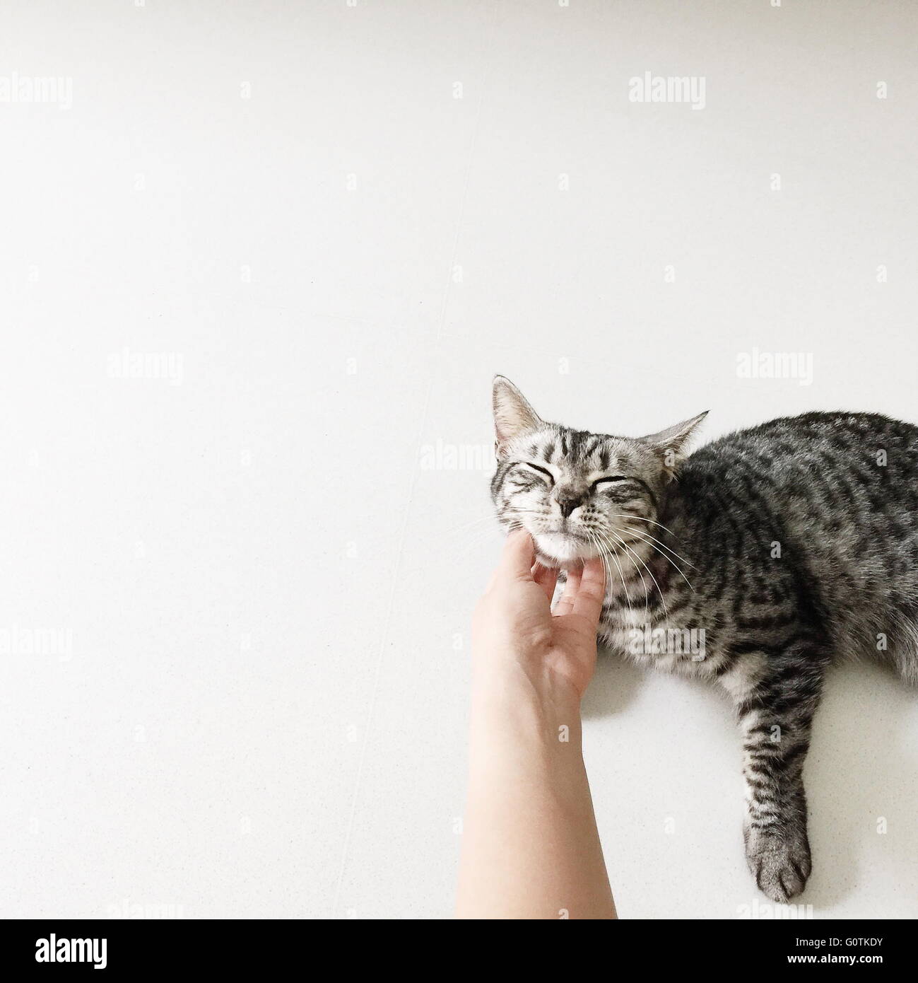 Human hand scratching chin of american shorthair cat Stock Photo