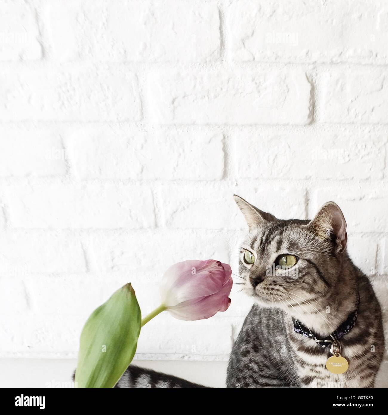 Cat smelling tulip hires stock photography and images Alamy