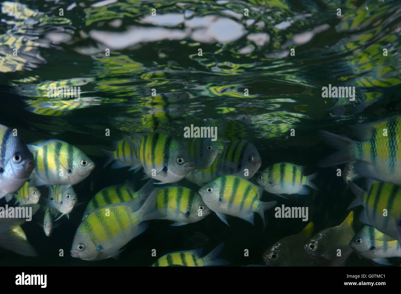 school of fish Indo-Pacific sergeant, Sergeant major or Common sergeant (Abudefduf vaigiensis) Indian Ocean, Hikkaduwa Stock Photo