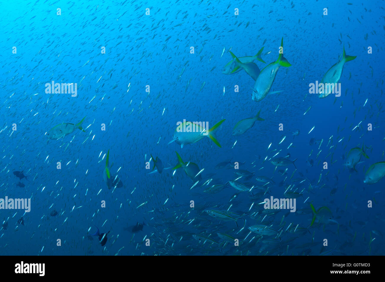 shoal of tropical fish in blue water, Indian Ocean, Hikkaduwa, Sri Lanka, South Asia Stock Photo