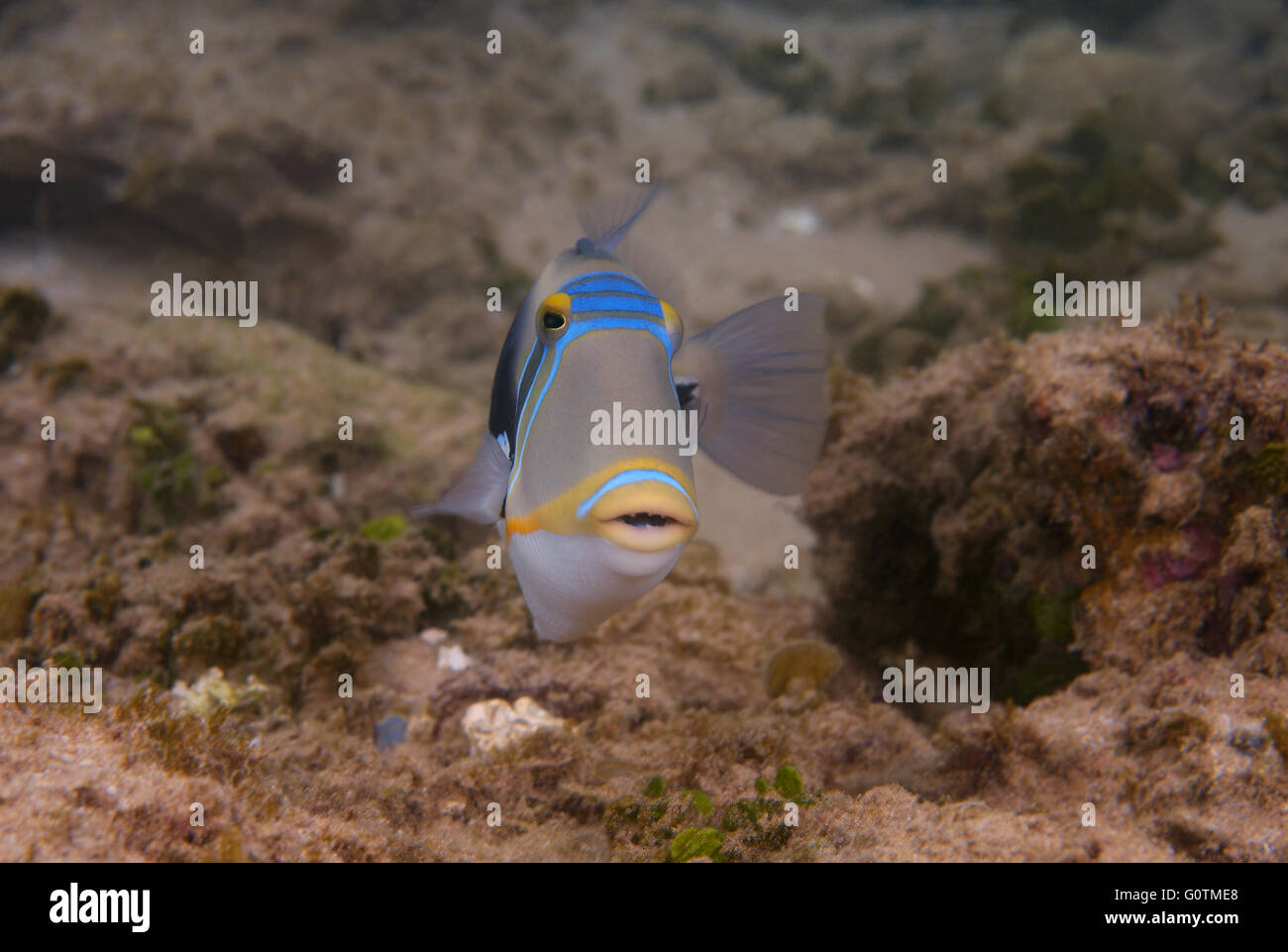 Indo Pacific Picasso Triggerfish High Resolution Stock Photography and ...
