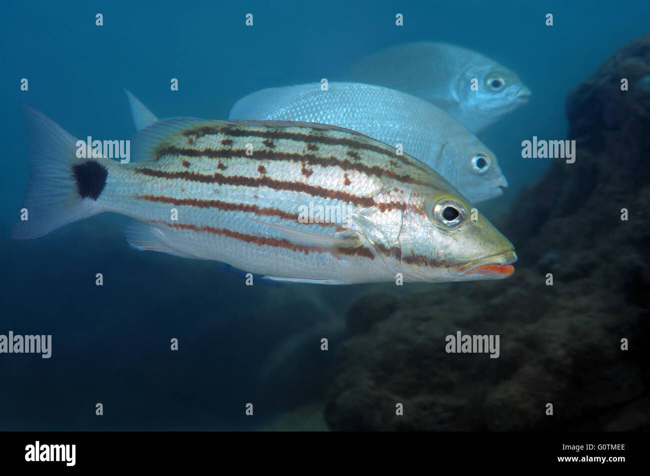 Checkered seaperch, Chequered snapper, Cross-banded snapper, Crossbanded snapper or checkered snapper (Lutjanus decussatus) Stock Photo