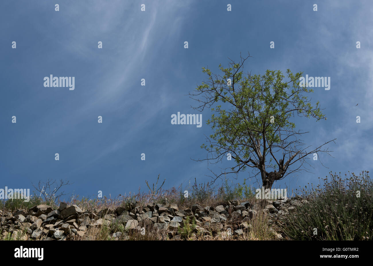 Lonely almond tree with blue  cloudy  e sky Stock Photo