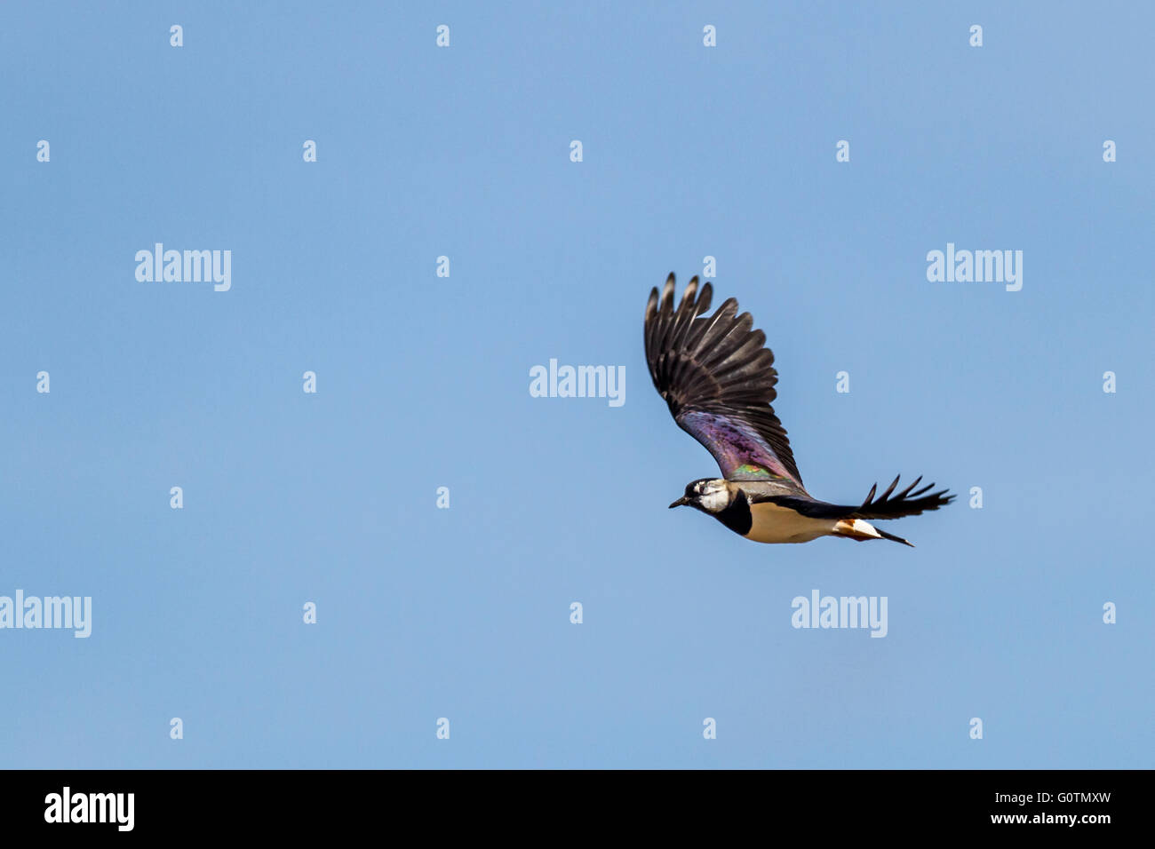 Stunning Northern Lapwing in flight showing off its iridescent feathers while flying, Yorkshire, UK Stock Photo