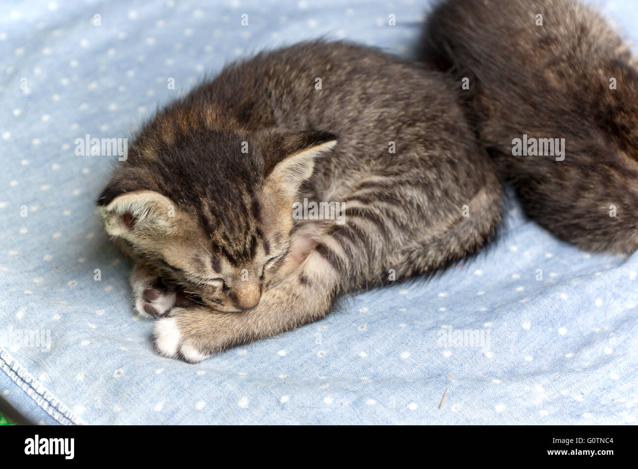 two gray tabby kitten sleeping on blue fabric Stock Photo