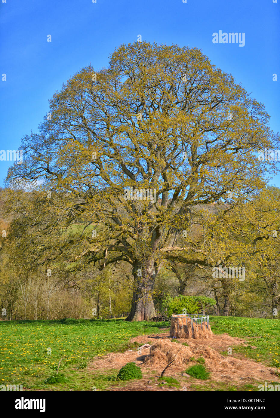 'Tree of Beauty' Stock Photo