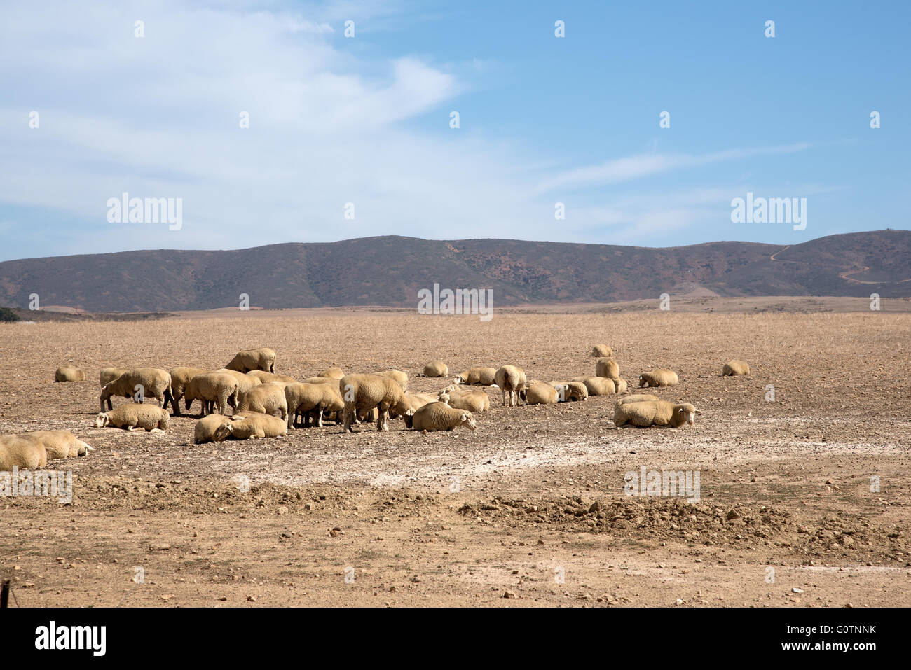 Sheep grazing on a wheat field in the Swartland region of South Africa
