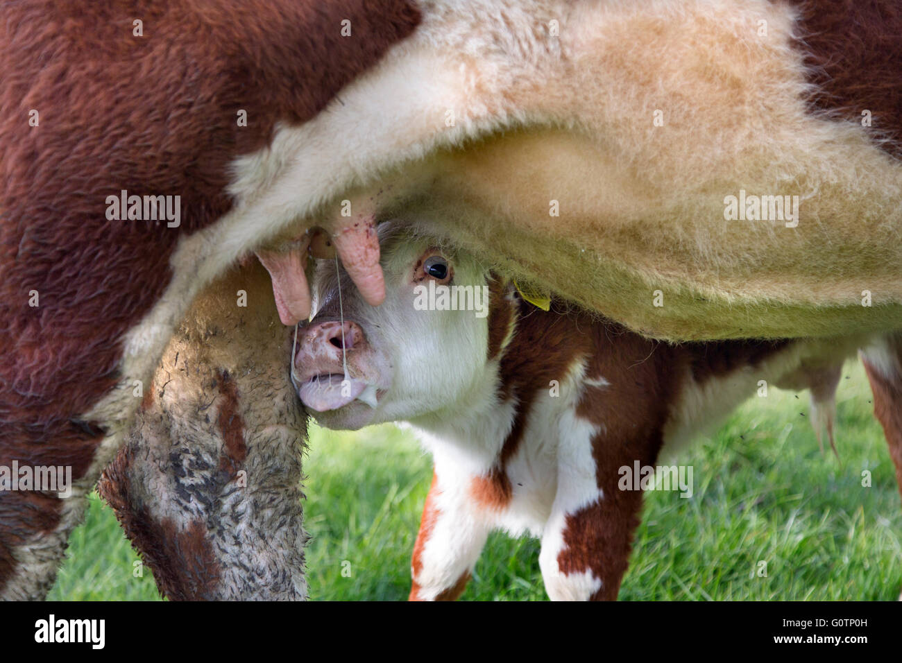 Hereford Calf suckling milk from cow Stock Photo Alamy