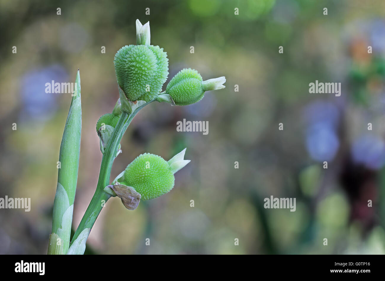 Spiky seed pod hi-res stock photography and images - Alamy