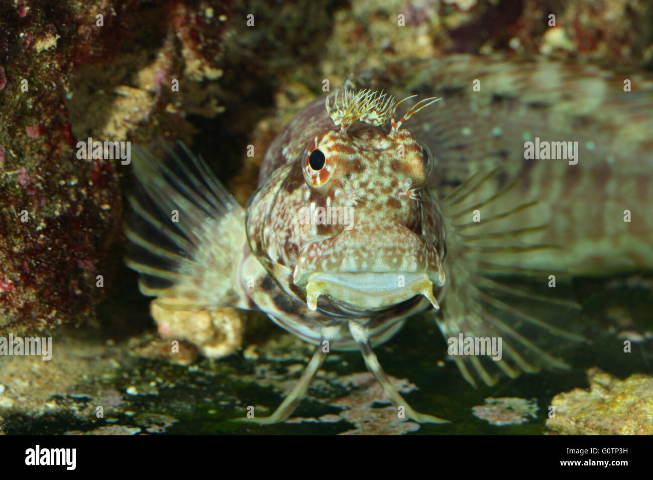 Jewelled blenny, Salarias fasciatus in home aquarium, Emiliano Spada Stock Photo