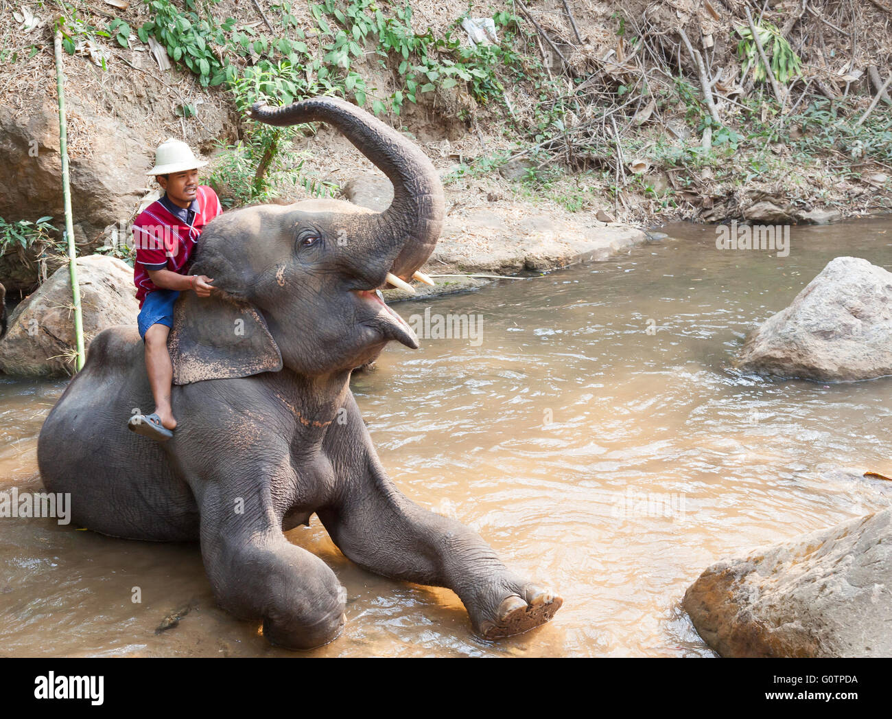 Elephant Tourist Posing riding bathing Experience at Elephant Kingdom ...