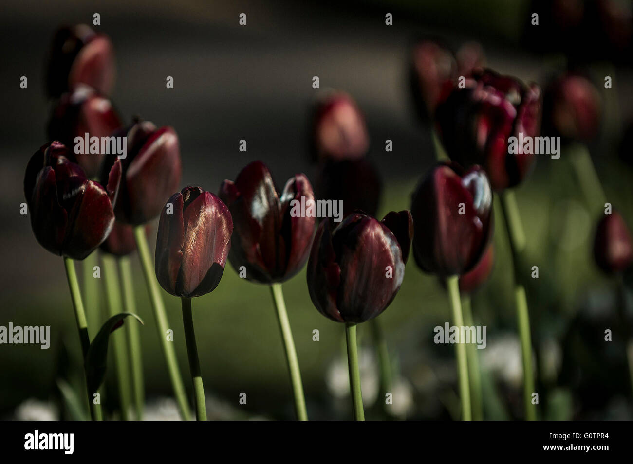 Havran Tulips in Trenance Gardens in Newquay, Cornwall. Stock Photo