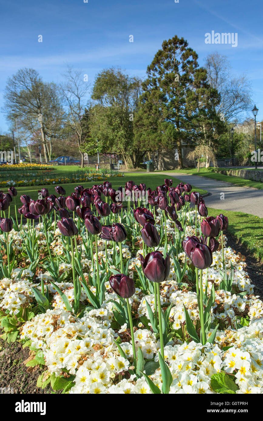 A display of Havran Triumph Tulips in Trenance Gardens in Newquay, Cornwall. Stock Photo