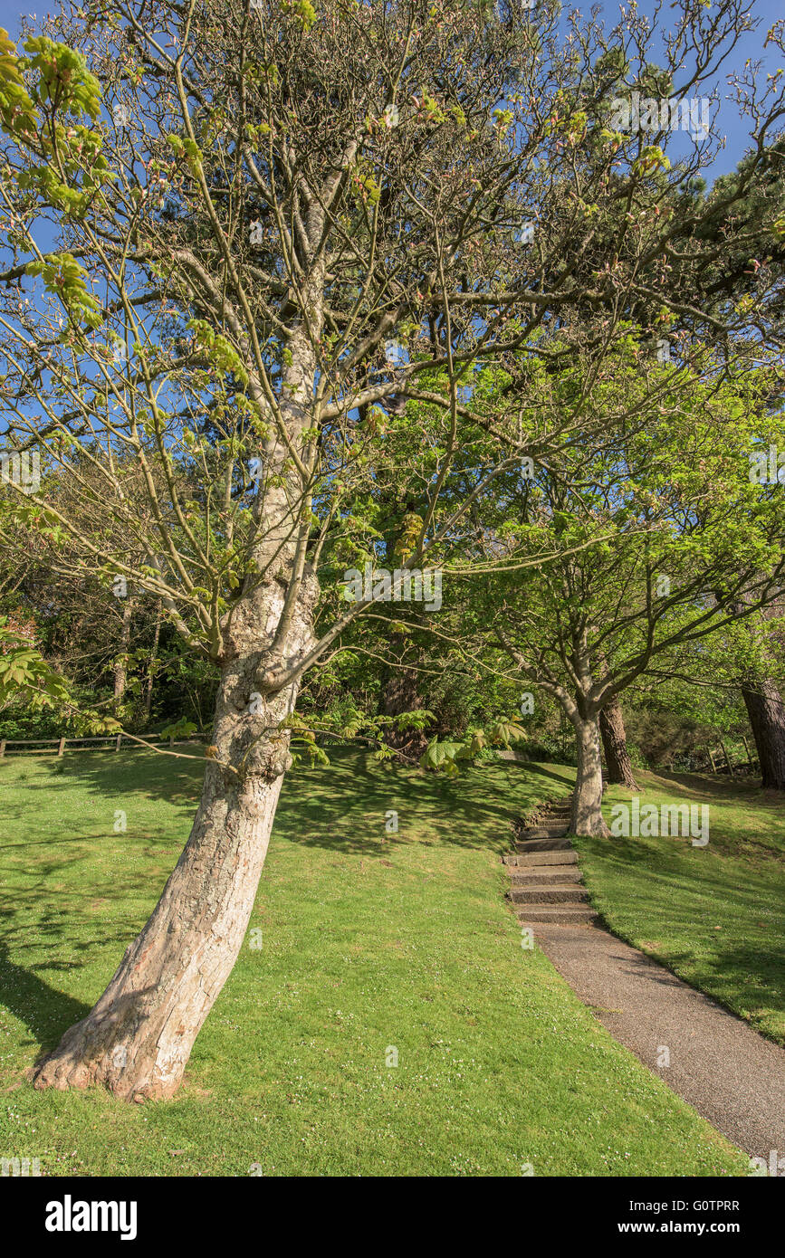 Trenance Gardens in Newquay, Cornwall. Stock Photo