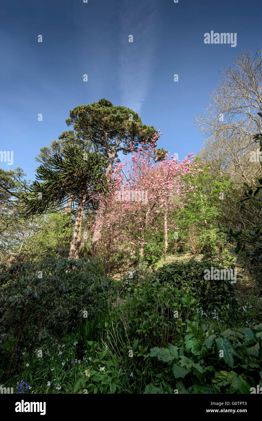 Trenance Gardens in Newquay, Cornwall. Stock Photo