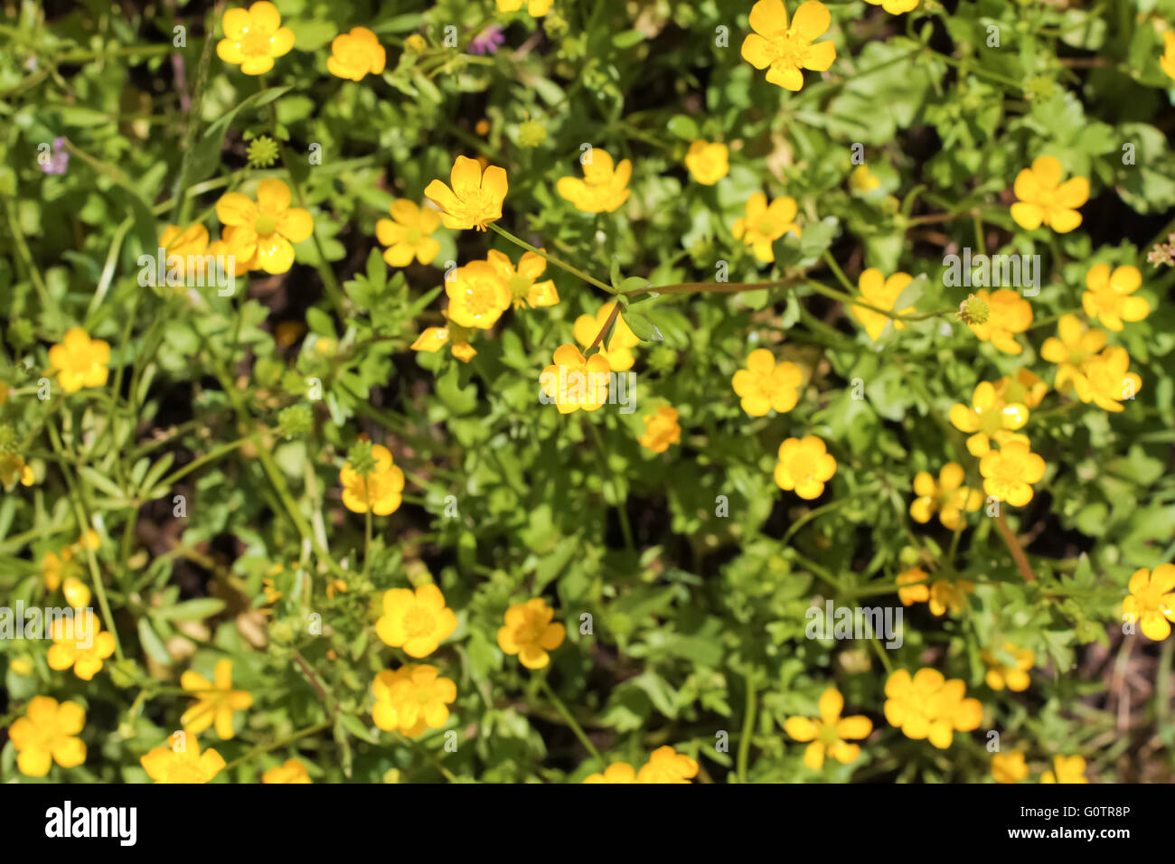 Plant yellow flowers lesser hi-res stock photography and images - Alamy