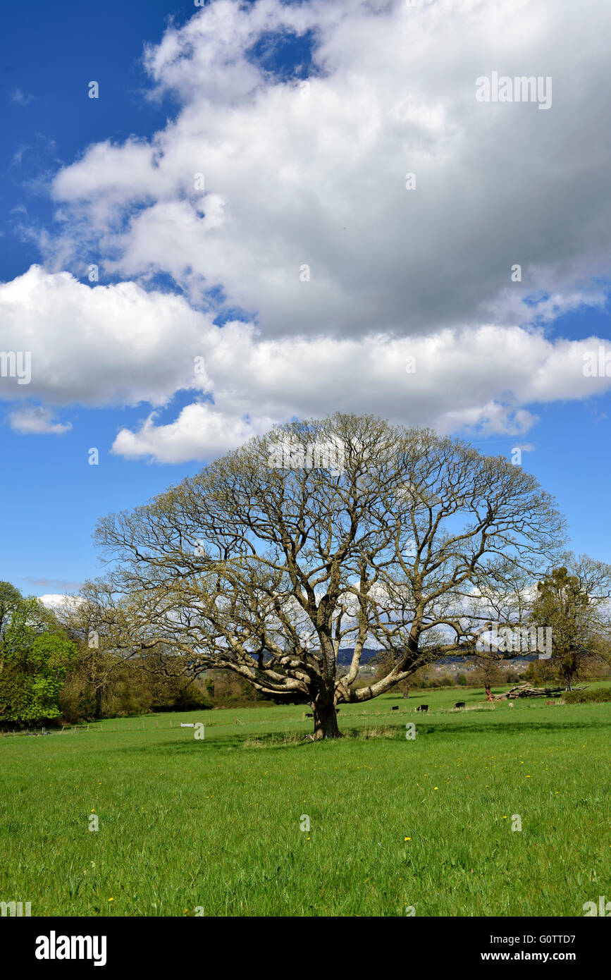Tree in field, North Somerset countryside near Brockley, Bristol, UK Stock Photo