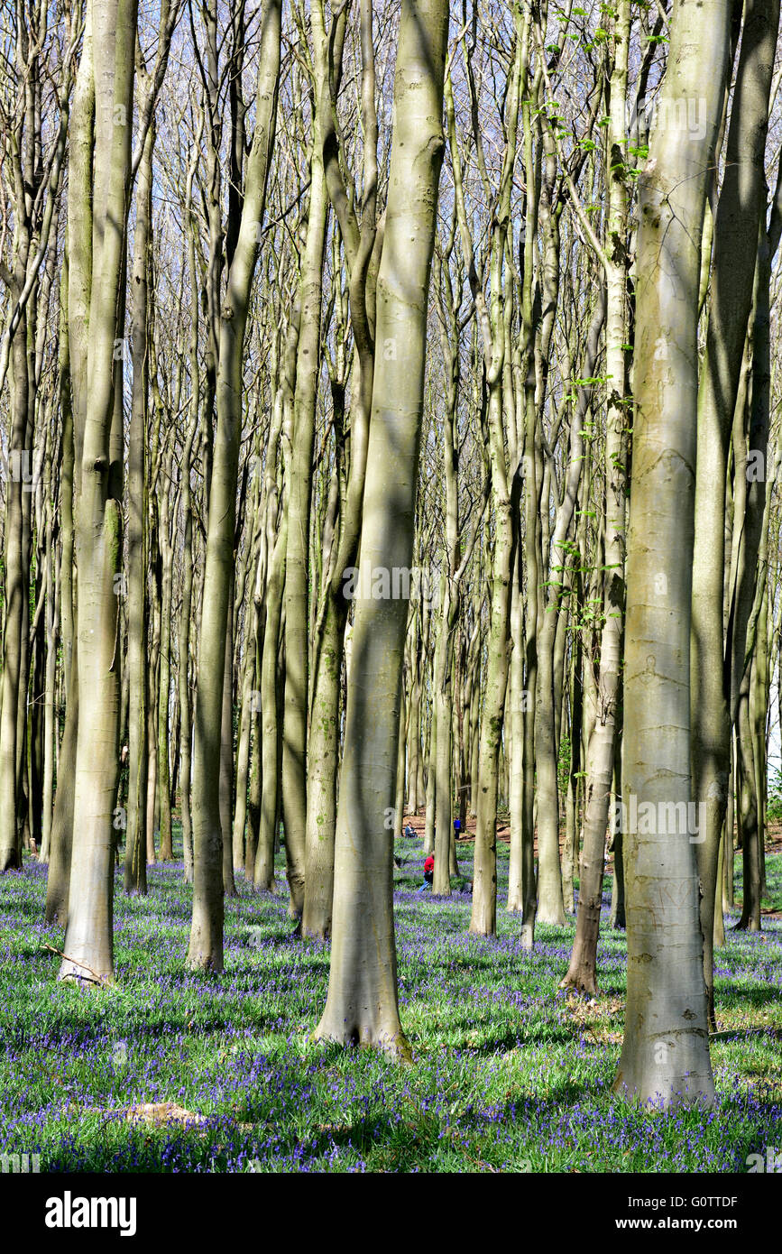 Brockley somerset hires stock photography and images Alamy