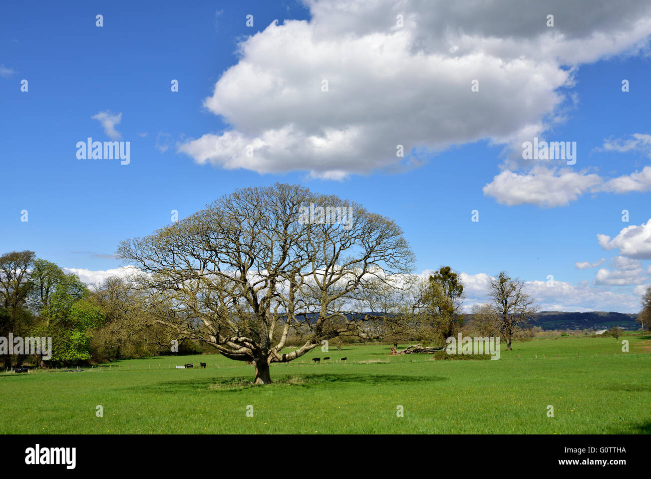 Brockley somerset hires stock photography and images Alamy