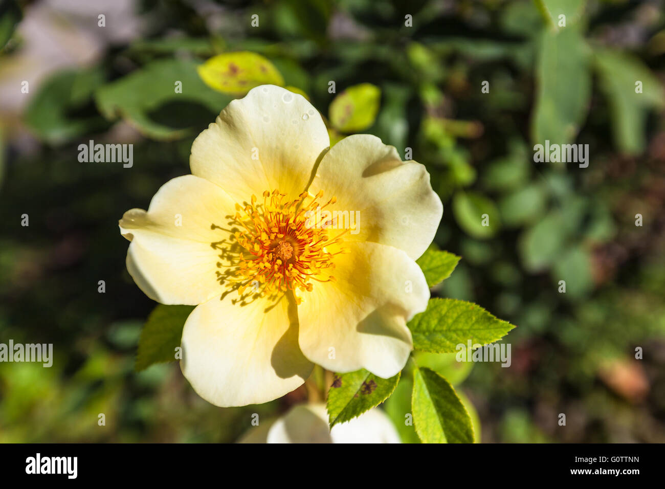 Golden wings hi-res stock photography and images - Alamy