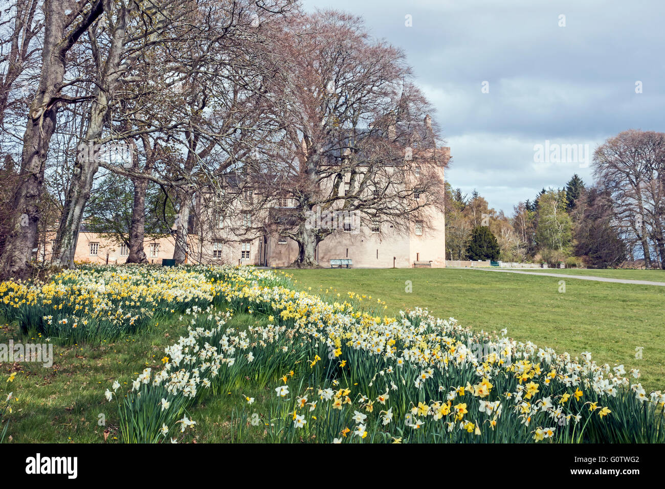 Brodie castle daffodils hi res stock photography and images Alamy