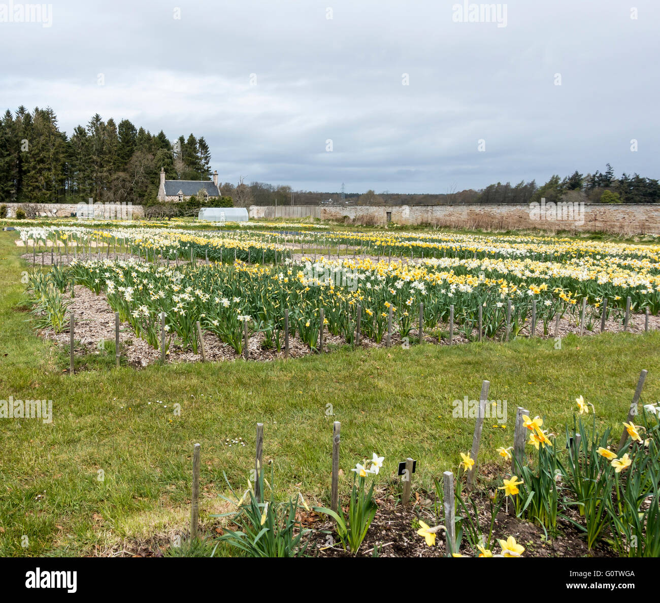 Fields of daffodils in Brodie Castle gardens in Brodie Moray Scotland