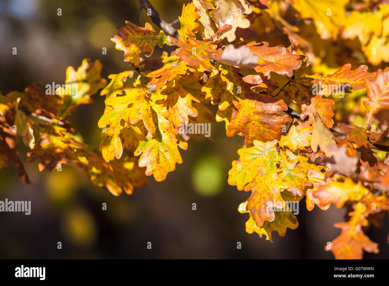 The golden leaves in autumn Stock Photo - Alamy