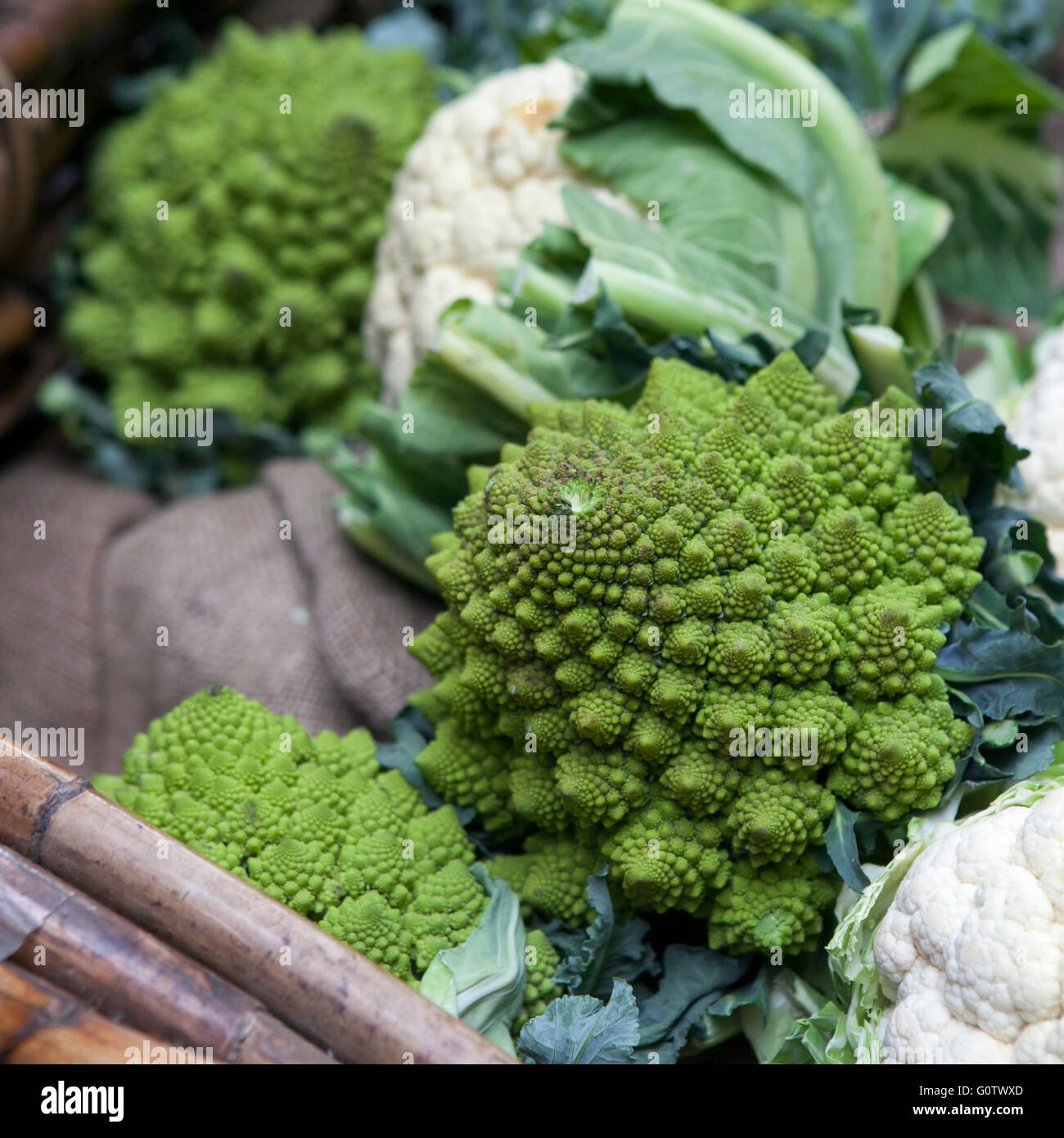 Romanesco cauliflower with its fractal shapes and Fibonacci sequences in focus,  and cabbage leaves in the background. Stock Photo
