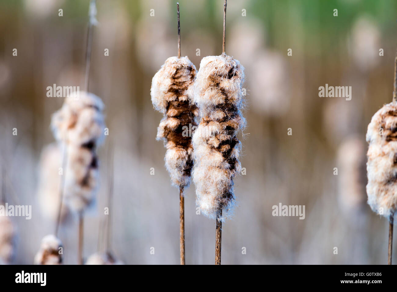 Common Bulrush Seed-head in Wetland at Old Moor Dearne Valley near Barnsley South Yorkshire England United Kingdom UK Stock Photo