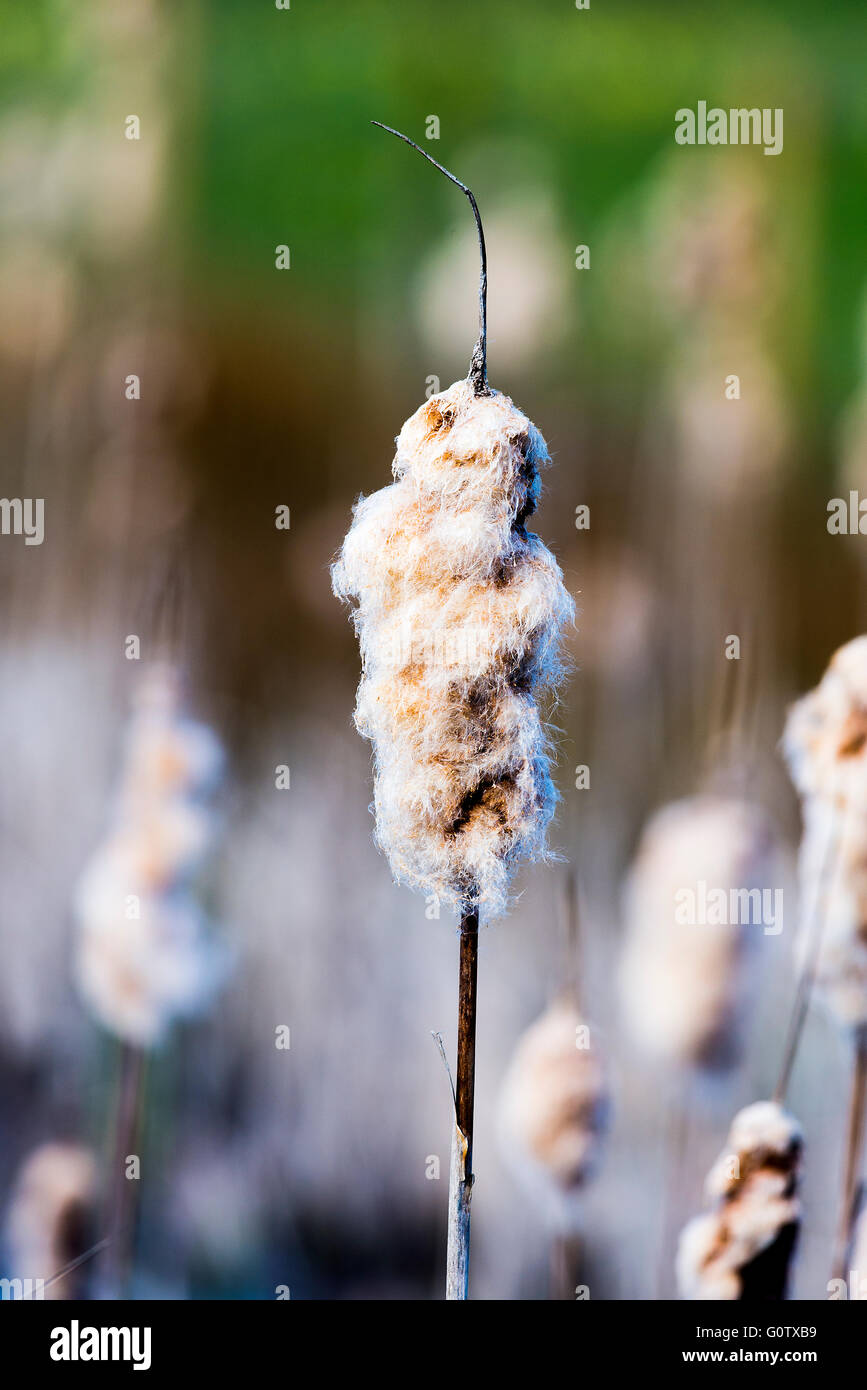 Common Bulrush Seed-head in Wetland at Old Moor Dearne Valley near Barnsley South Yorkshire England United Kingdom UK Stock Photo