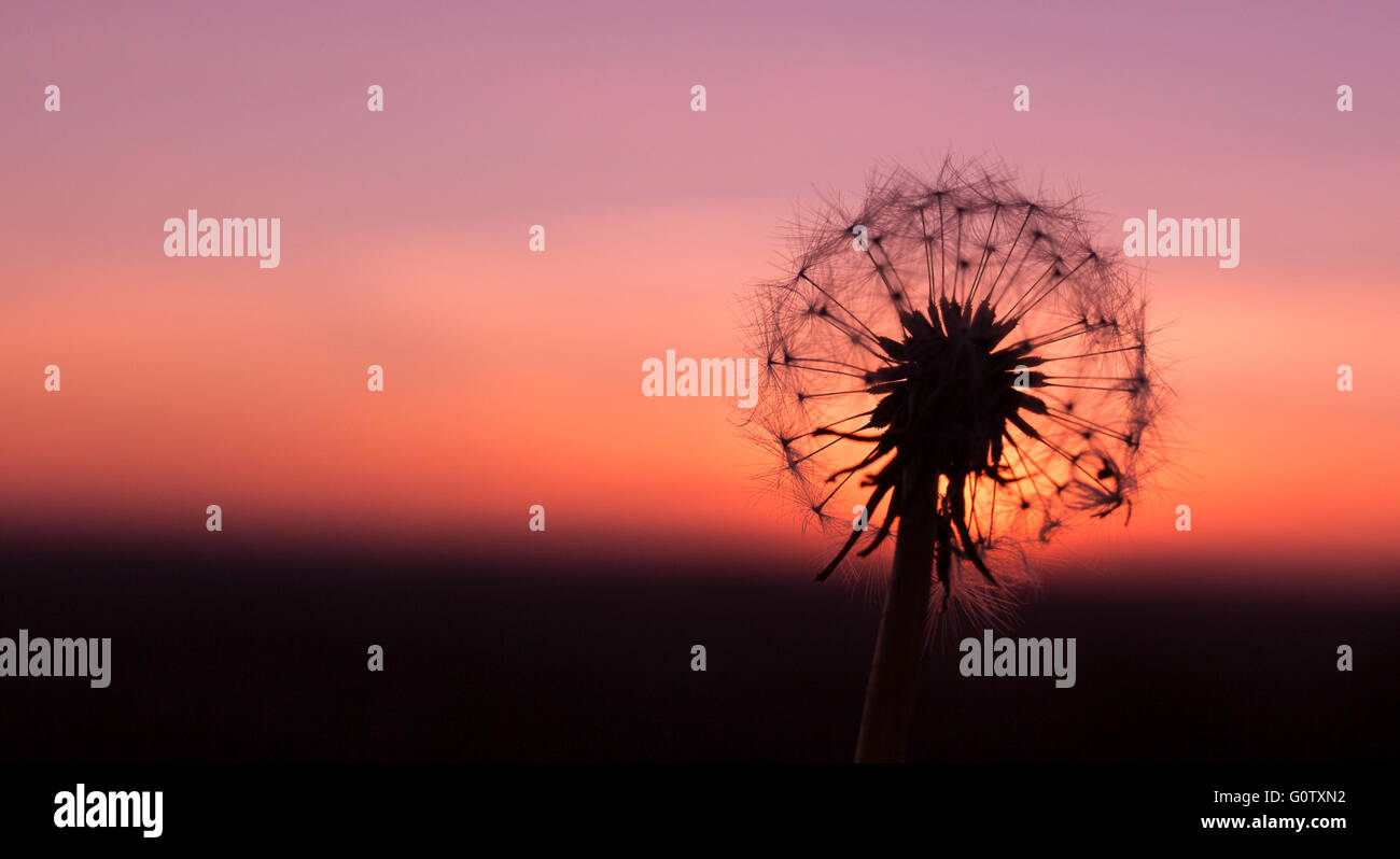 Dandelion in front of sun at sunset Stock Photo