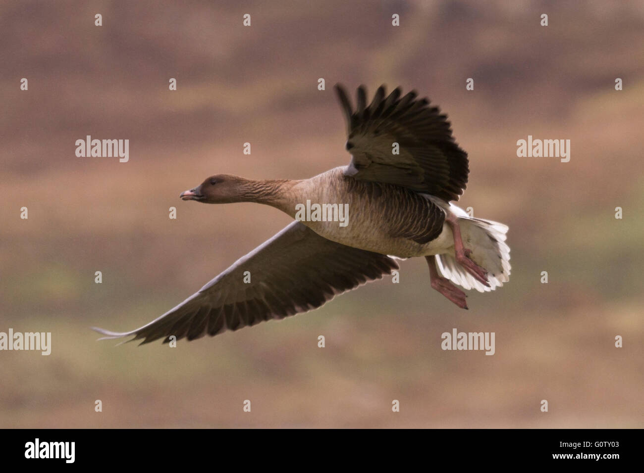 Greylag goose in flight Stock Photo