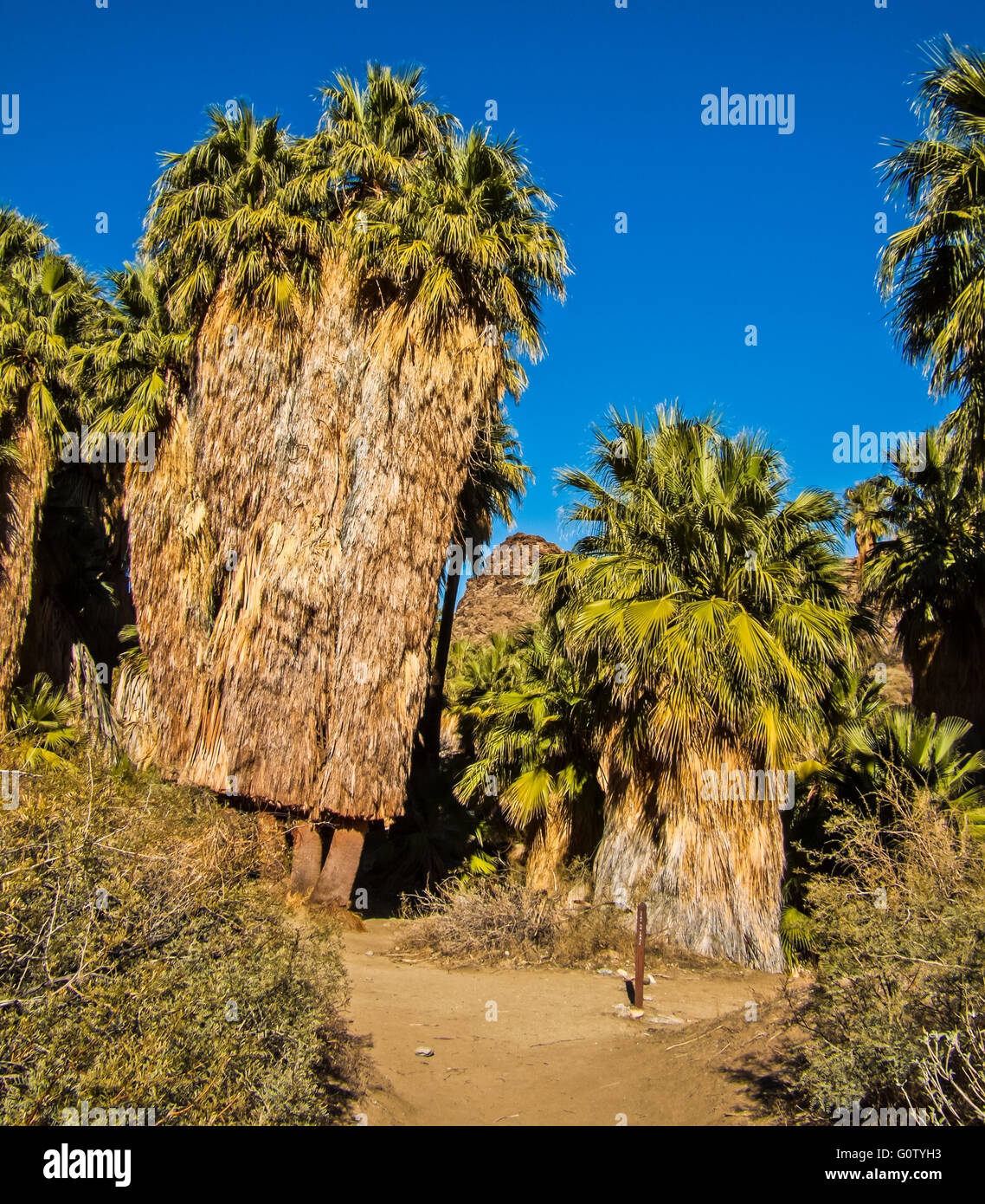 Indian Canyons in California with California Fan Palm Tree in a desert