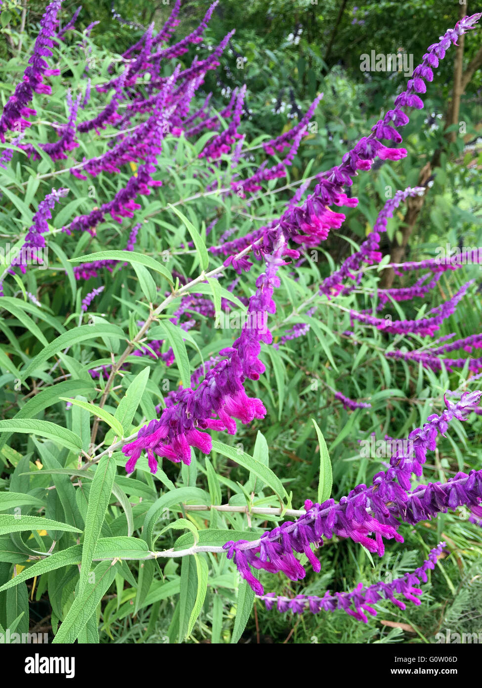 Salvia Leucantha purple Stock Photo