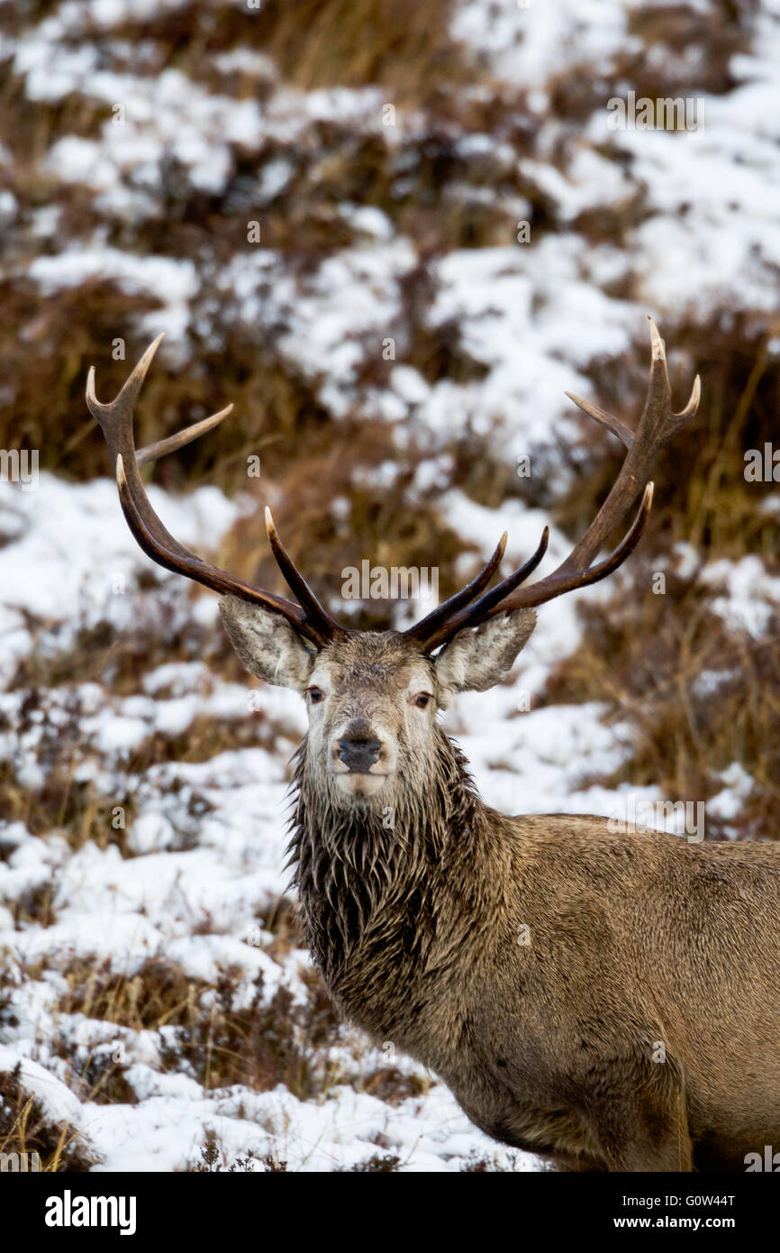 Male Red Deer stag Cervus elaphus on snowy hill side in Scotland. Stock Photo