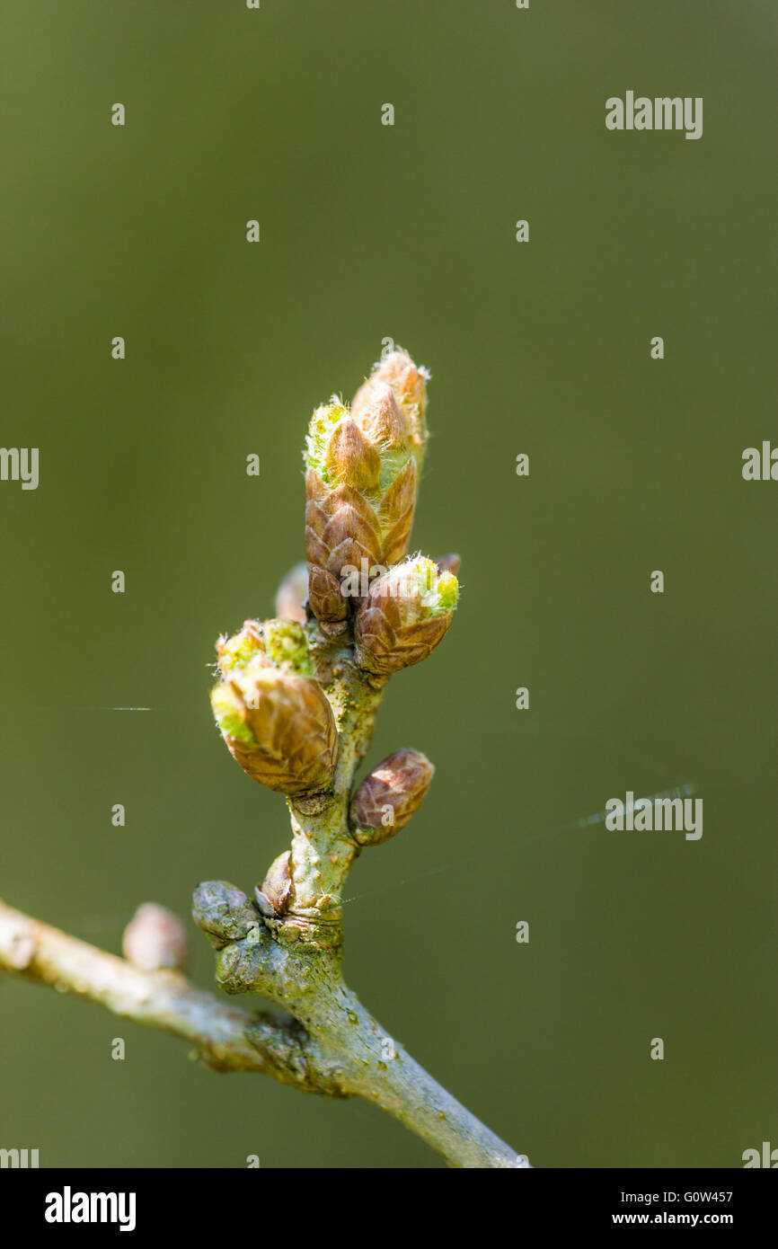 Beech tree Fagus sylvatica leaf buds just opening Stock Photo