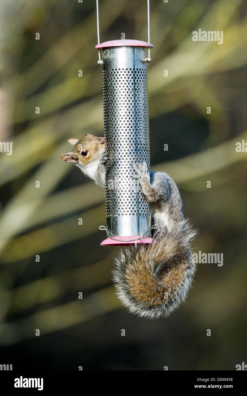 Squirrel Grey Sciurus carolinensis feeding on a hanging bird feeder Stock Photo