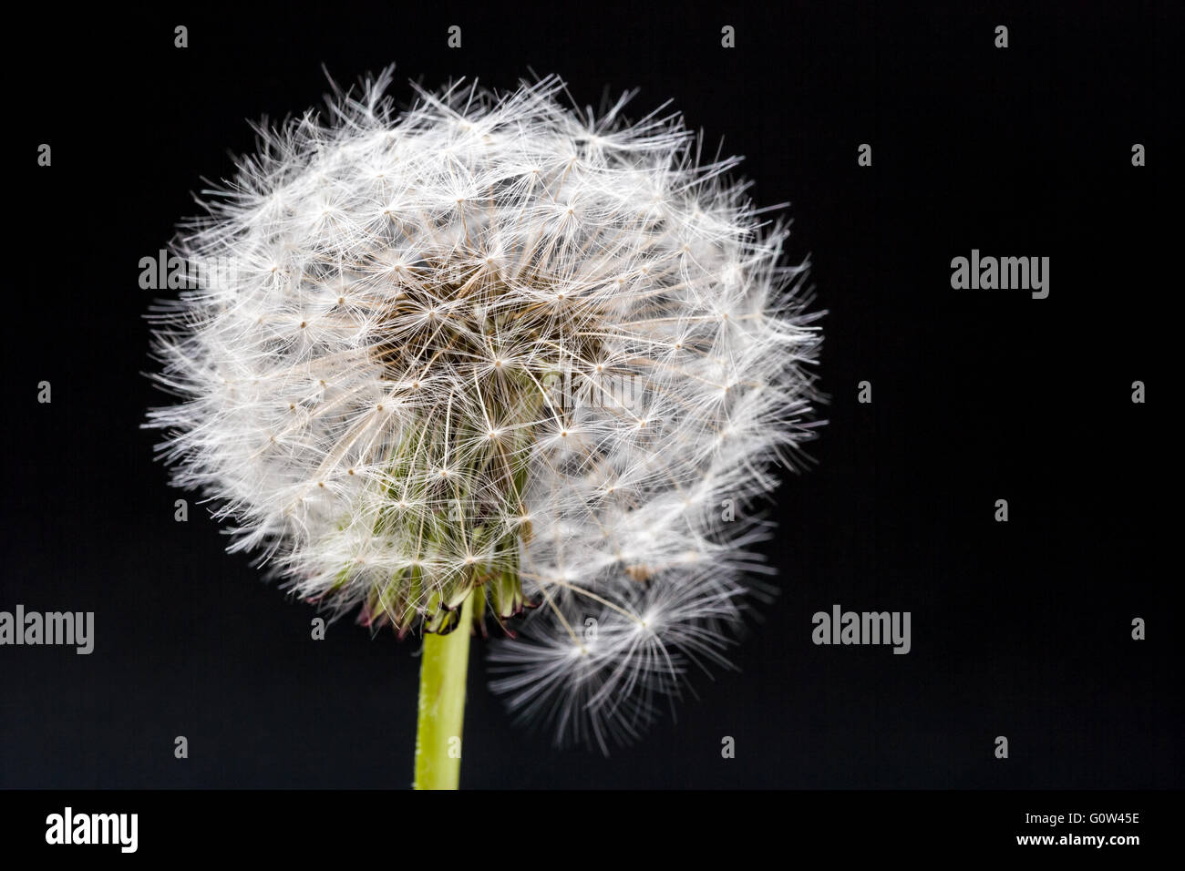 Dandelion Taraxacum officinale seed head taken against a black background in a studio Stock Photo