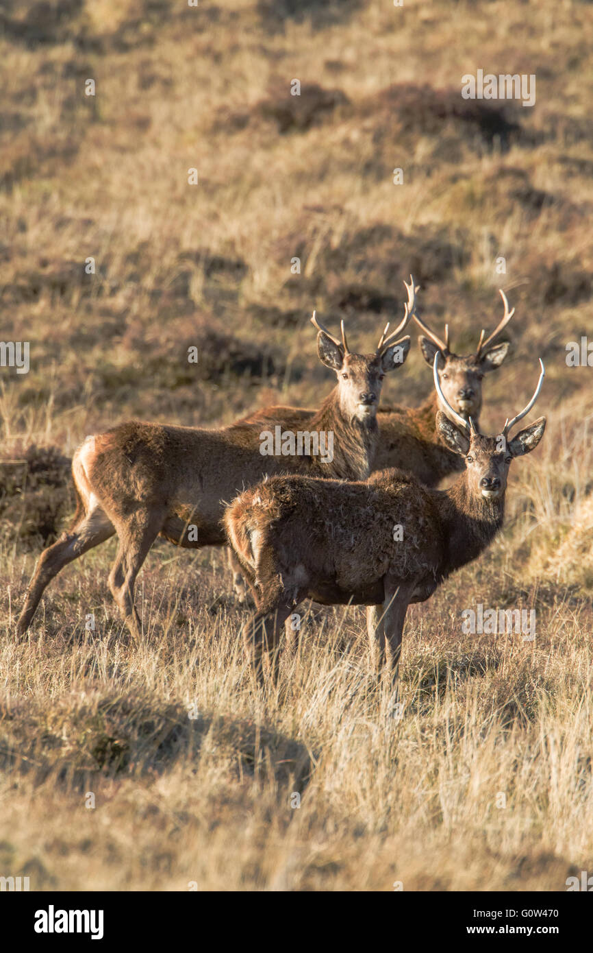 Three Red deer stags Cervus elaphus all looking at the camera. Stock Photo