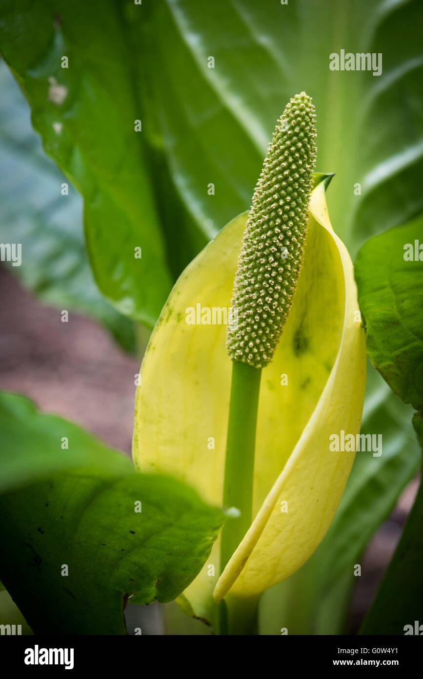 A yellow skunk cabbage flower and plant stock photo alamy
