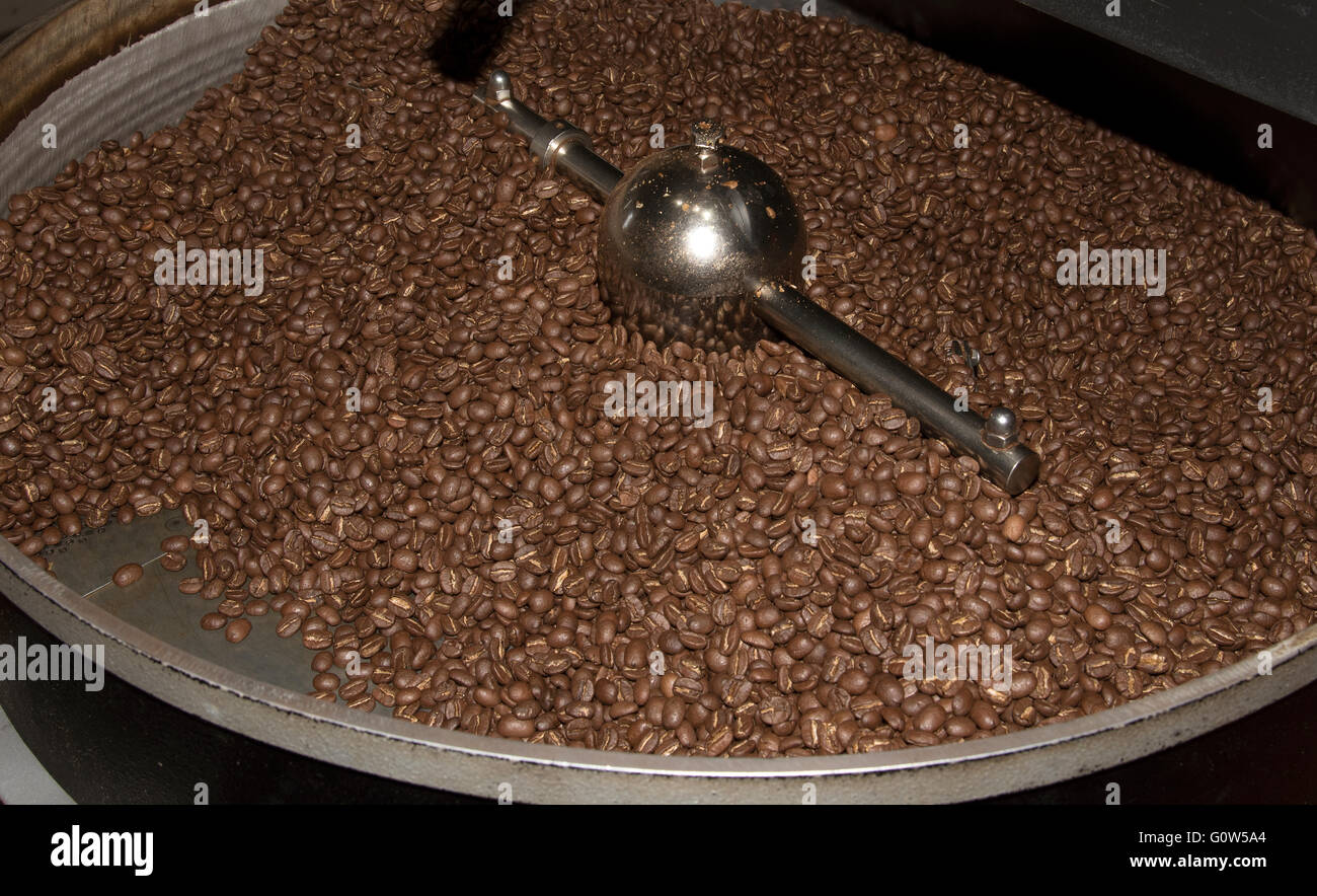 Roasted coffee beans in the cooling tray of the roaster machine Stock ...