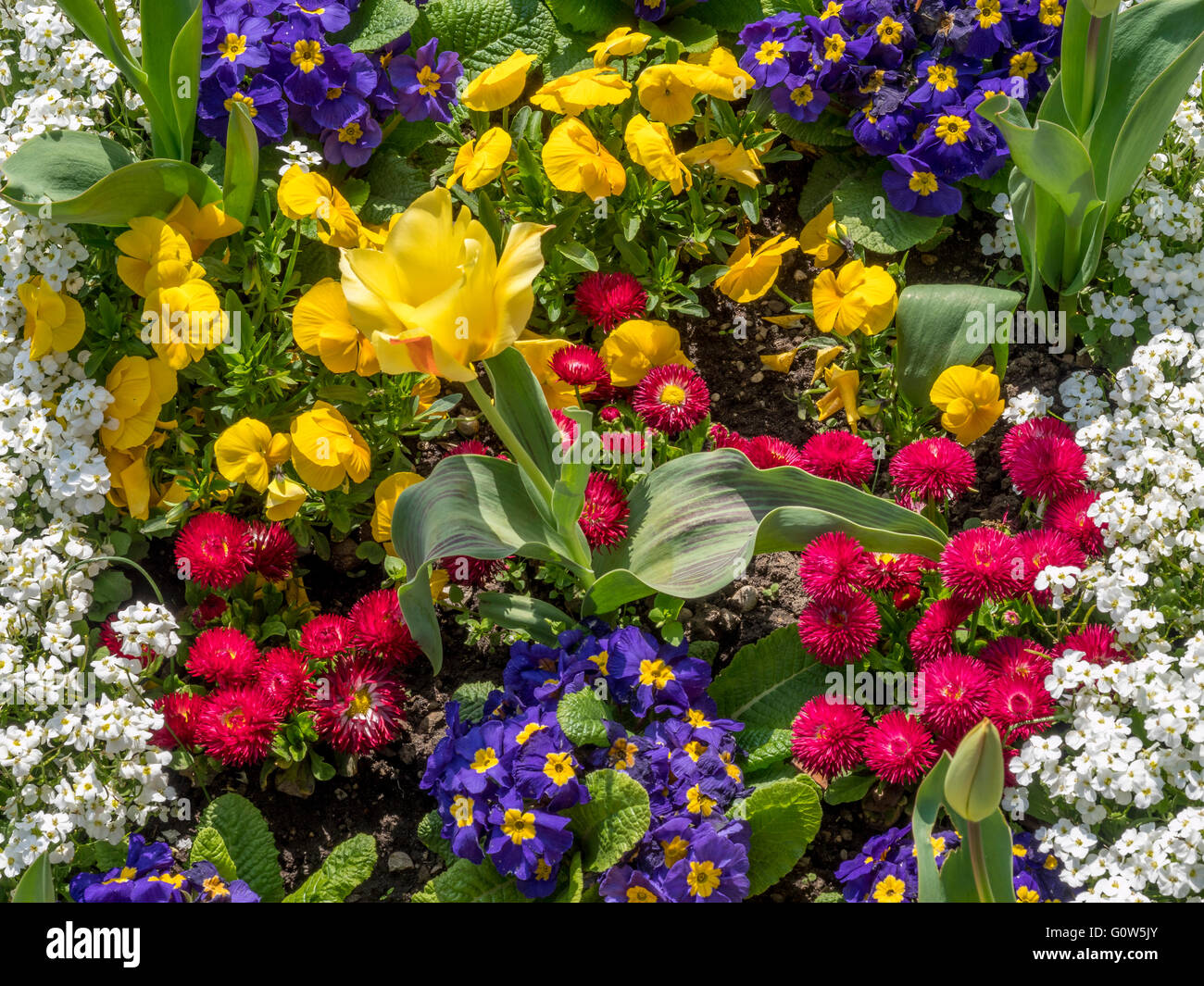 Colorful flower bed with spring flowers in the palace garden of Dachau, Upper Bavaria, Bavaria, Germany, Europe Stock Photo