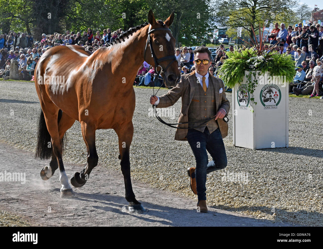 Badminton, UK. 4th May, 2016.   Picture :Badminton Gloucestershire U.K.Mitsubishi Motors Badminton Horse Trials: Ben Hobday from the UK with Mulrys Error, at first horse inspection. Mitsubishi are celebrating 25years partnership with Badminton.    Credit:  charlie bryan/Alamy Live News Stock Photo