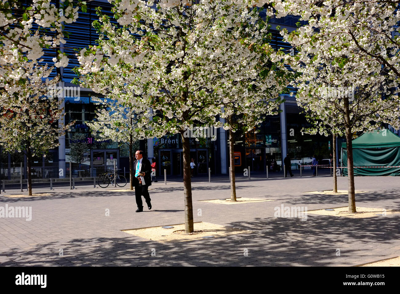 London,UK. 4th May 2016. Cherry Blossom Trees in full bloom in Market