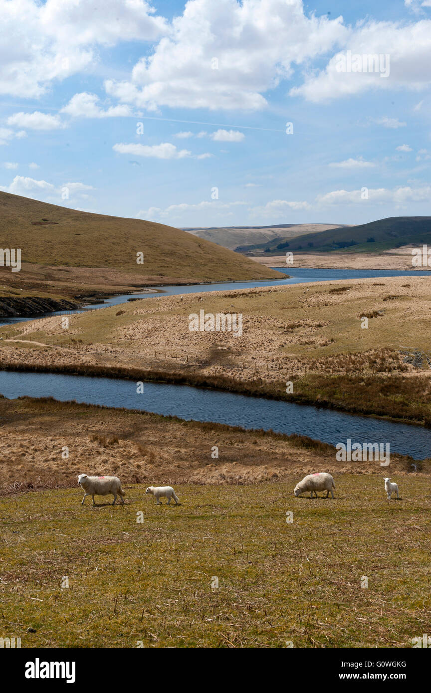 Elan Valley, Powys, Wales, UK. 5th May 2016. Ewes and lambs graze in the Elan Valley near Rhayader, Powys, Wales, UK. After a night with frost in places, the day is fine and sunny in Powys, Mid Wales. Credit:  Graham M. Lawrence/Alamy Live News. Stock Photo
