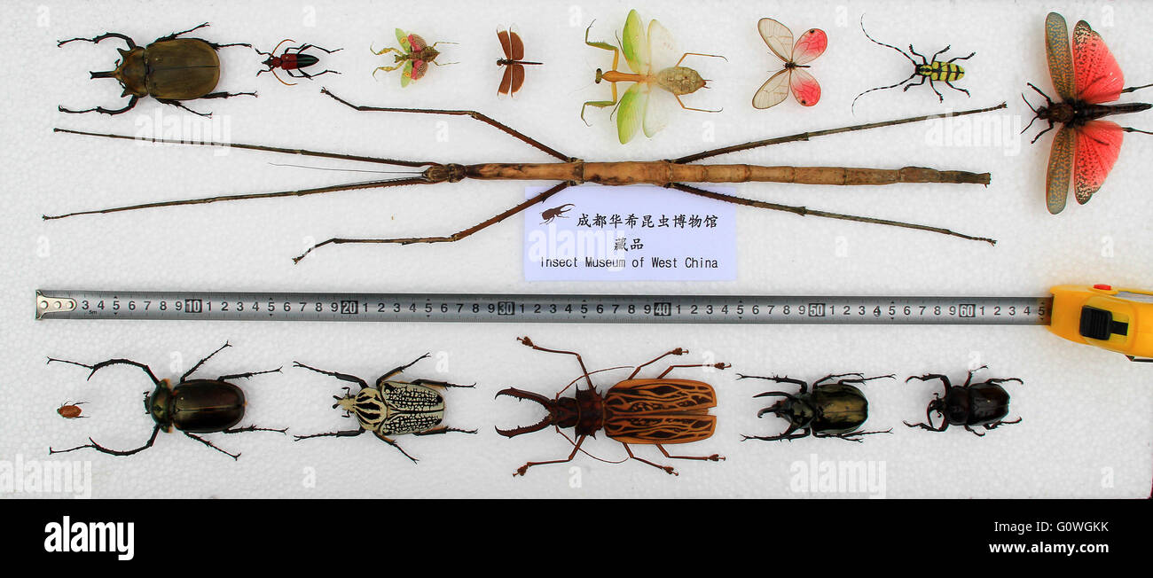 Longest insects hi-res stock photography and images - Alamy