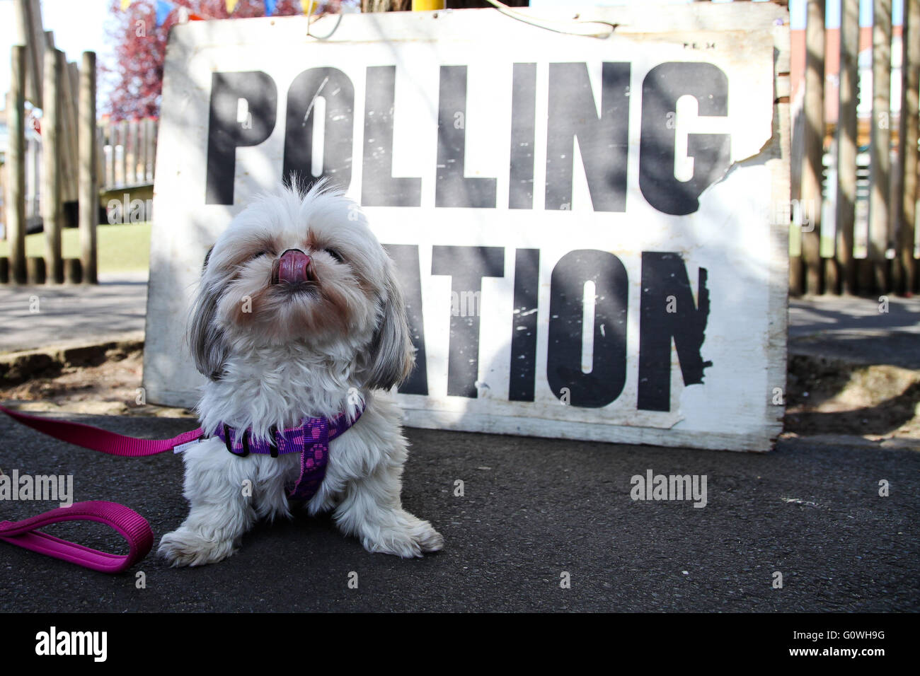 London, UK. 5th May, 2016. Dogs at polling station. Tia visits the polling station at Chestnuts Primary School, Tottenham, North London. Credit:  Dinendra Haria/Alamy Live News Stock Photo