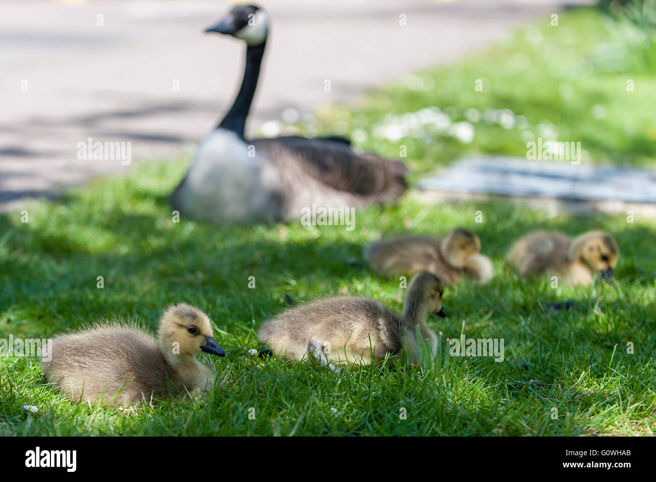 canada goose old stock canada goose old stock