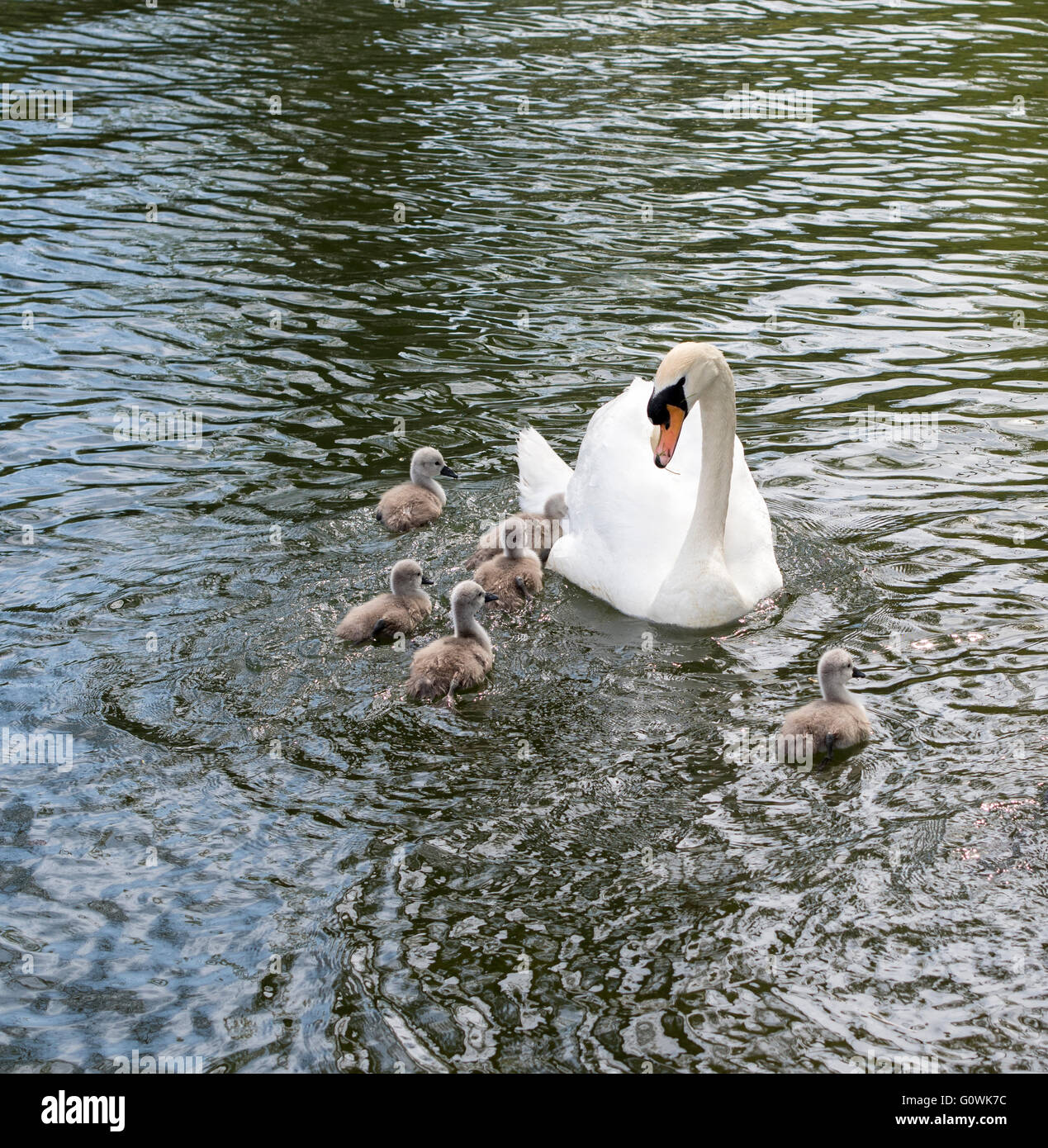 A swan swimming with its signets on a river Stock Photo