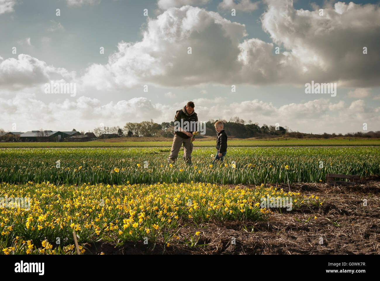 Dad and son working together on the flower fields. The boy looks how the man picks and binds the daffodils in bunches. 2 of 6 Stock Photo